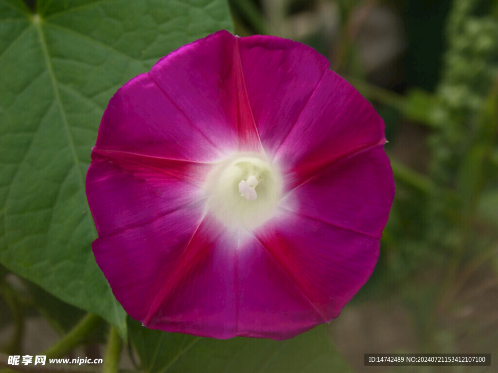 牵牛花
