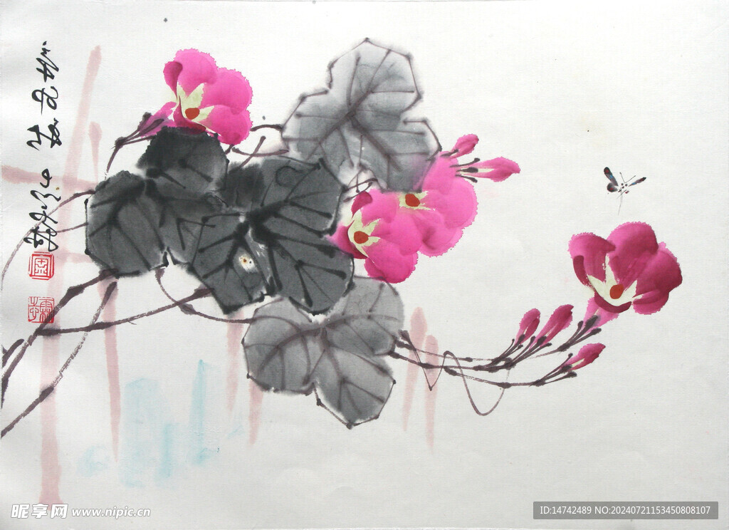 牵牛花