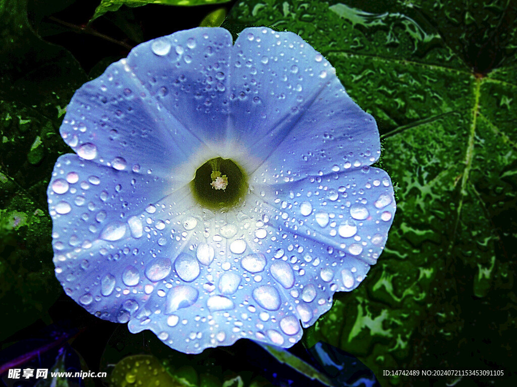 牵牛花