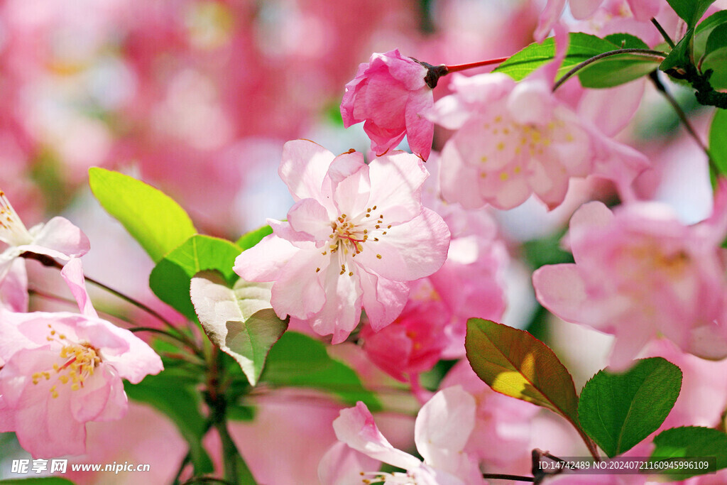 花