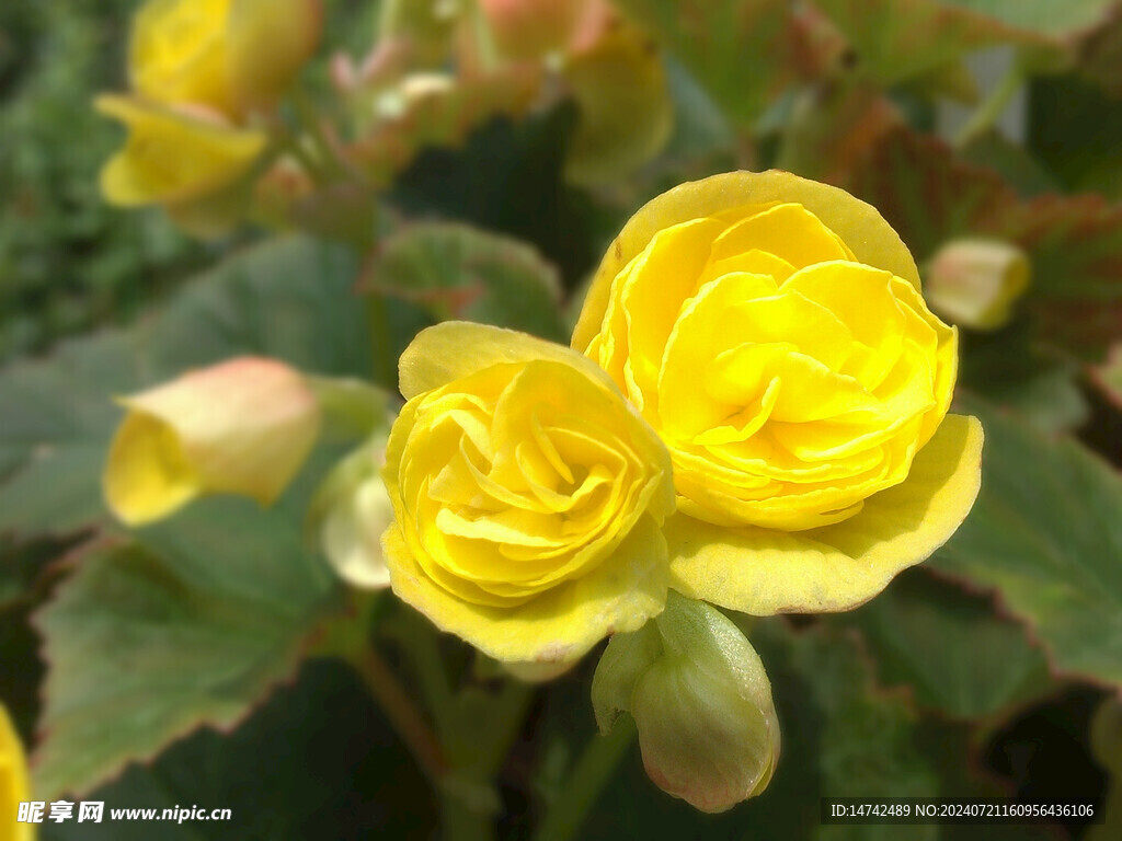 花