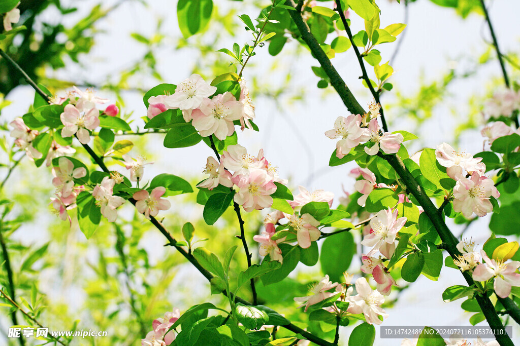 兰花