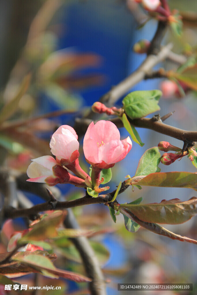 花