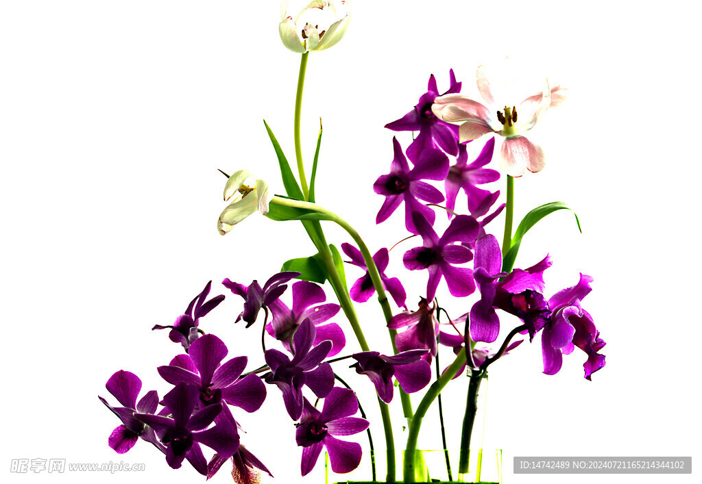 兰草花