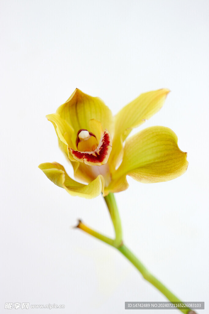 兰花
