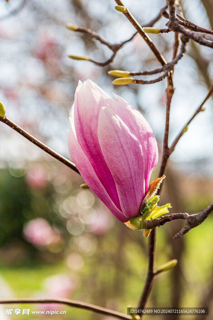 兰花