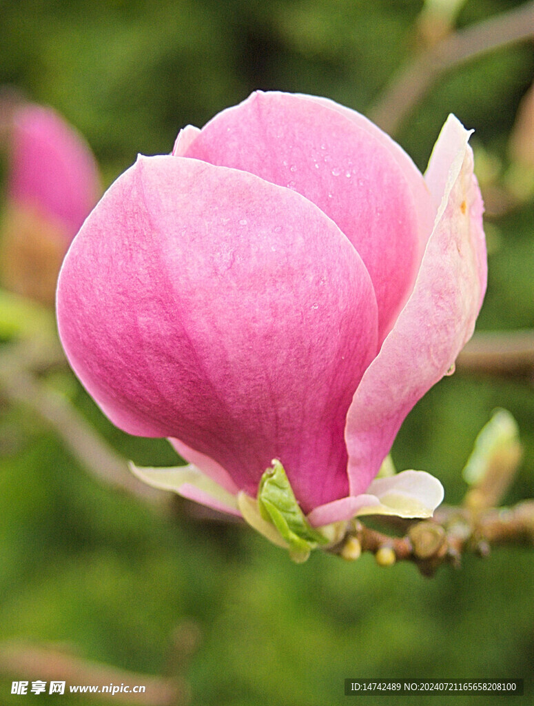 兰花