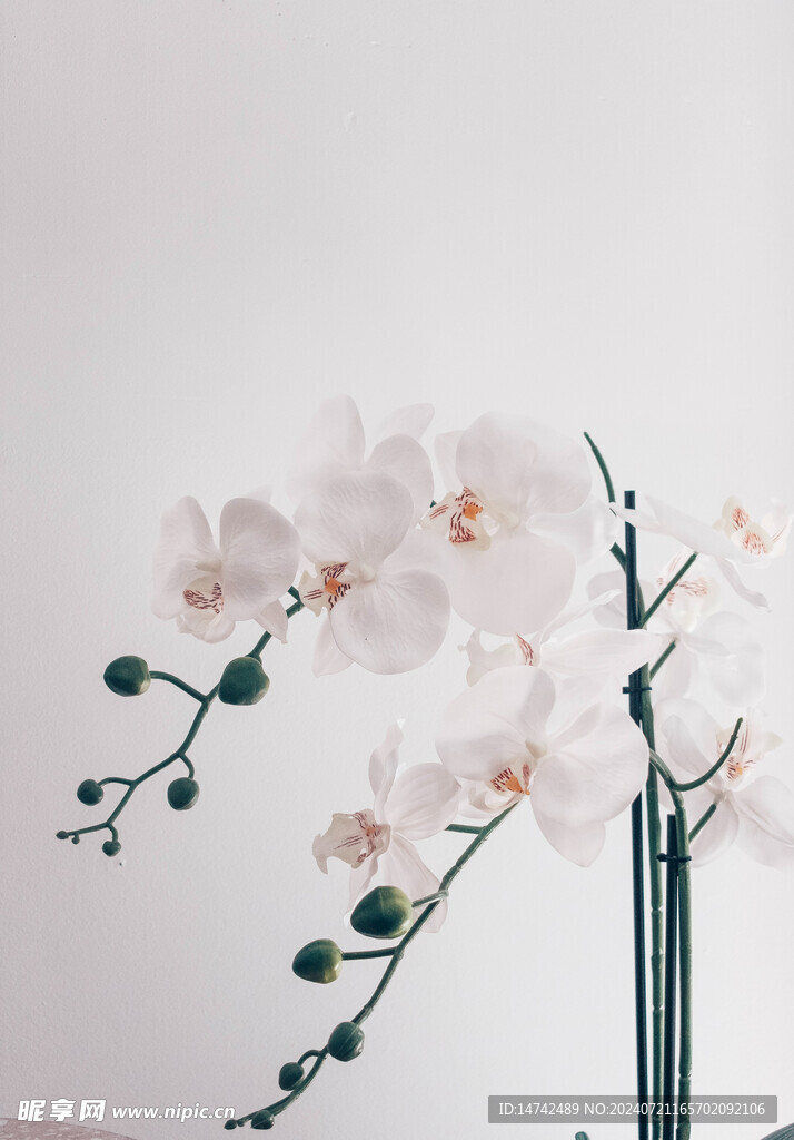 蝴蝶兰