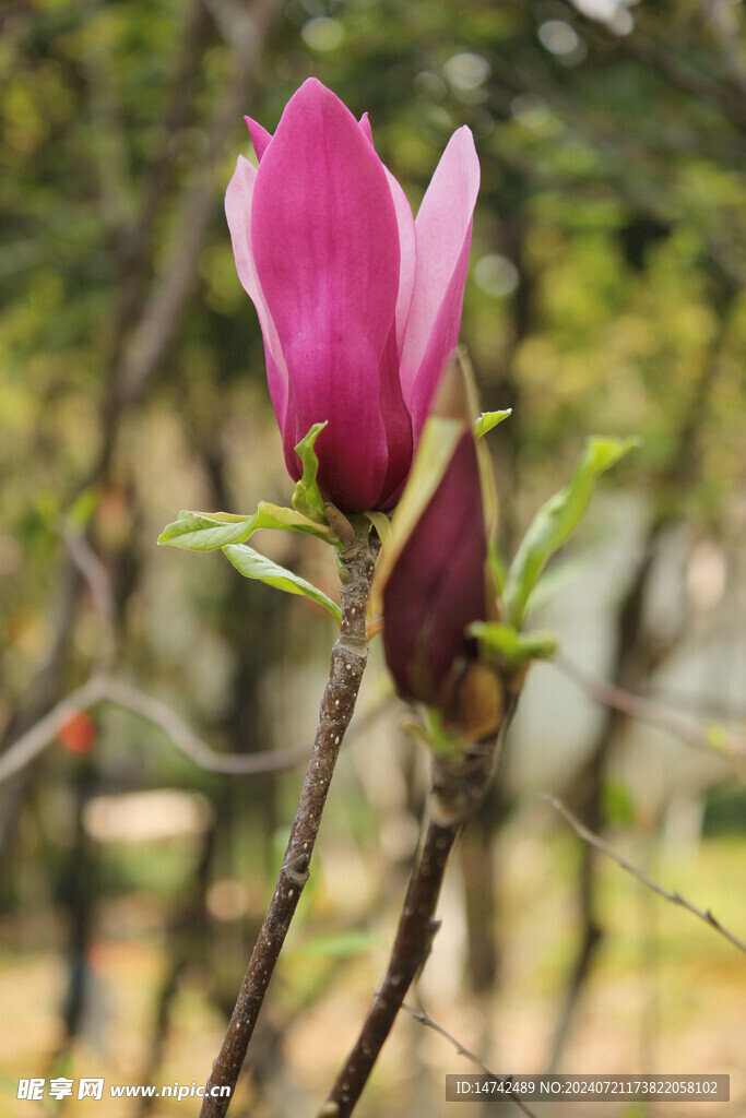 白玉兰
