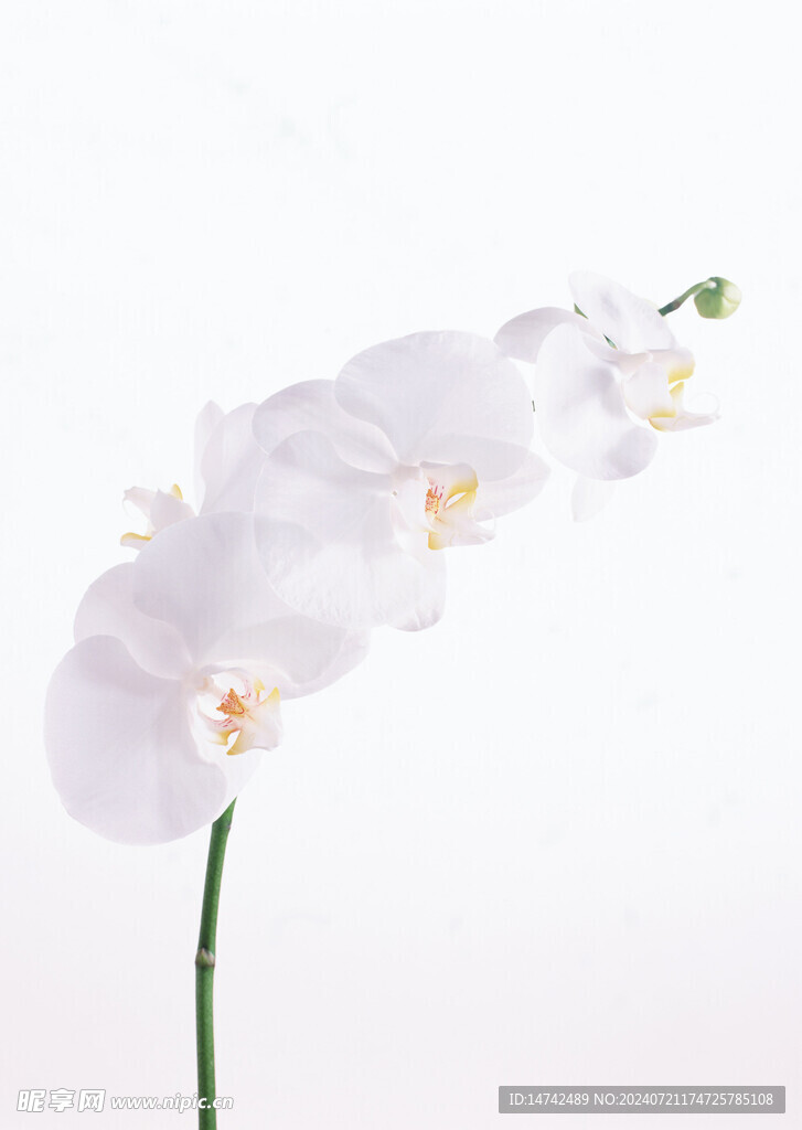 蝴蝶兰