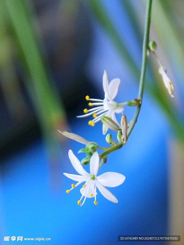 蝴蝶兰