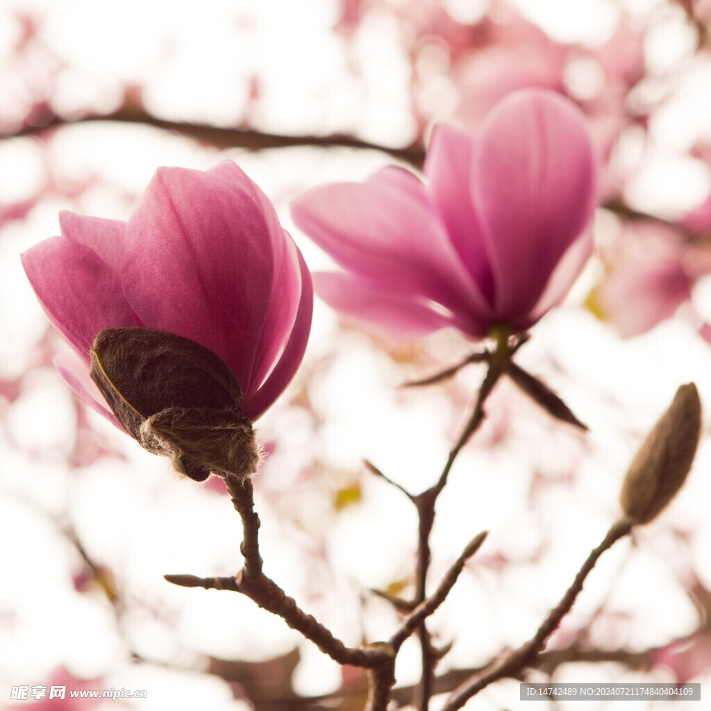 玉兰花