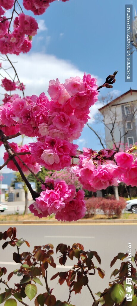 丽江樱花