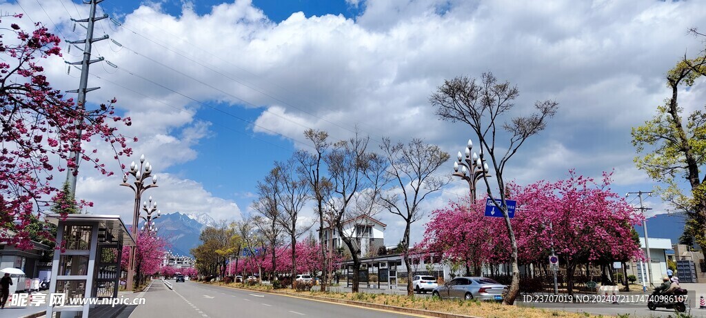 丽江樱花