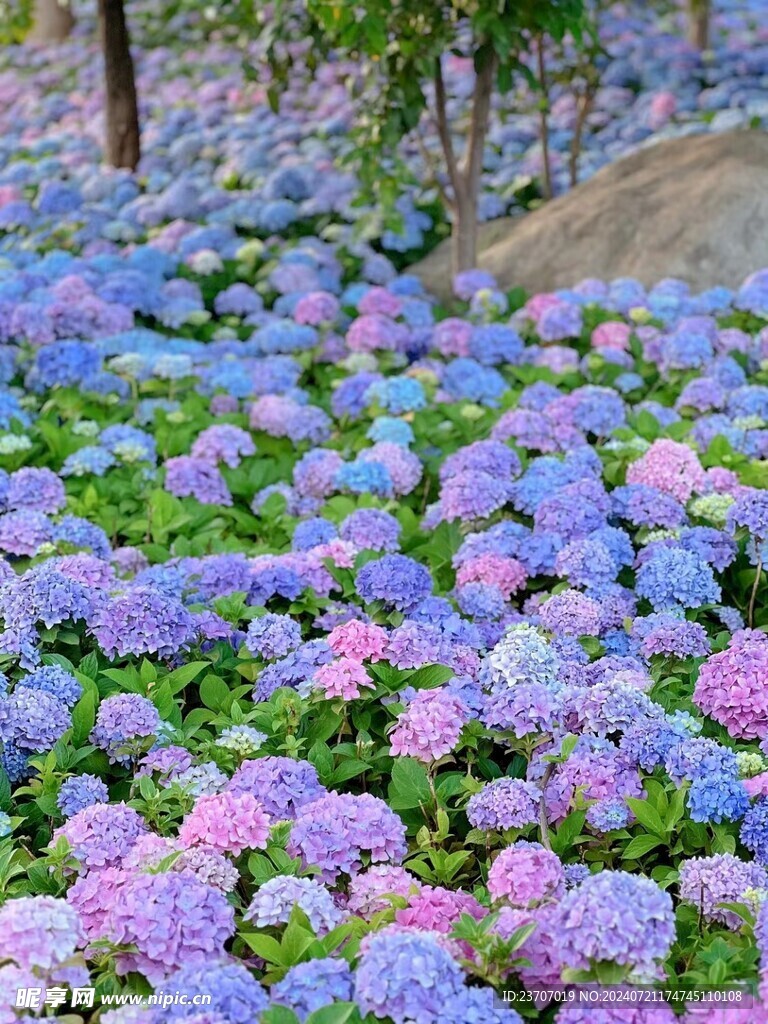 丽江绣球花
