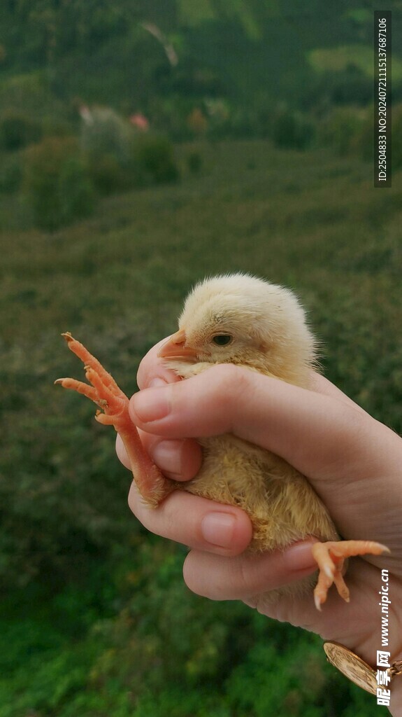 鸡