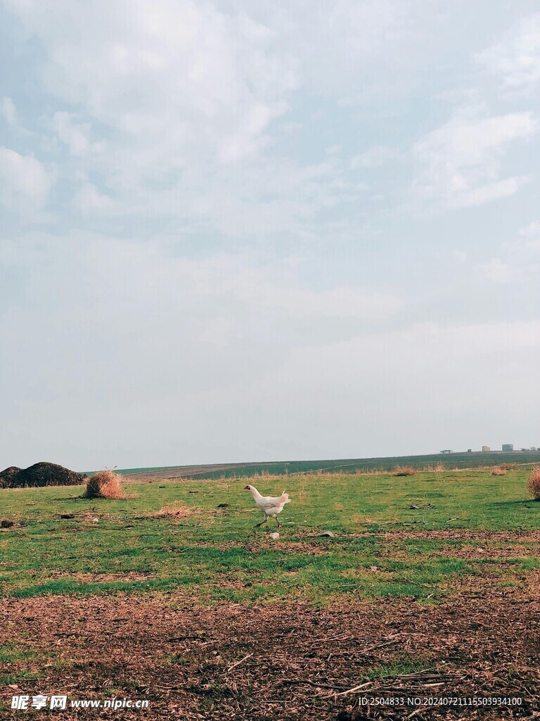 鸡