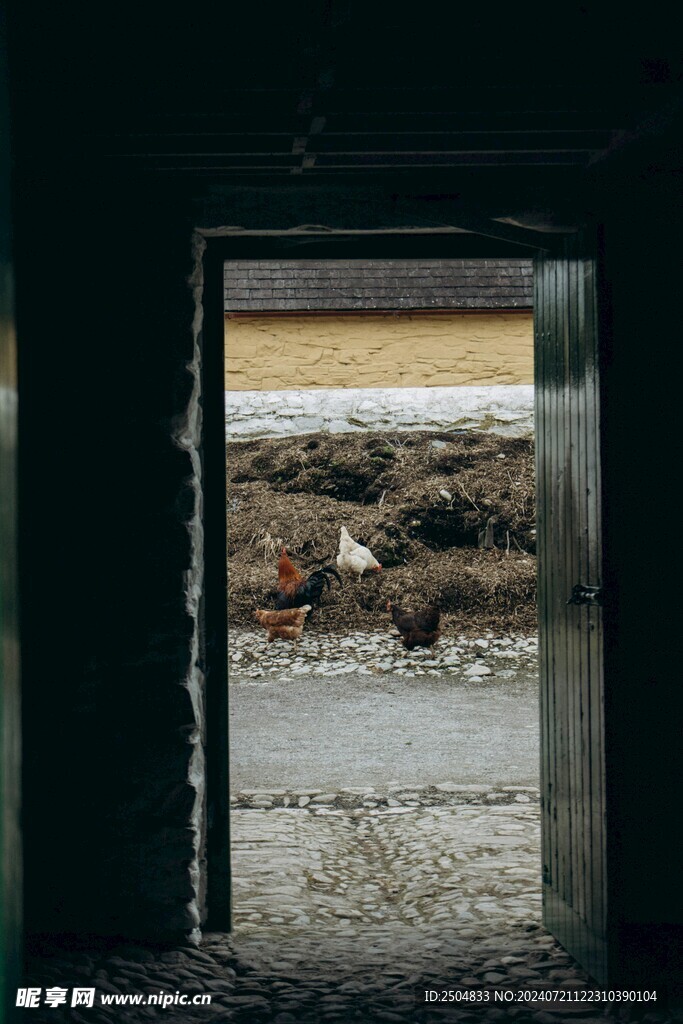 鸡