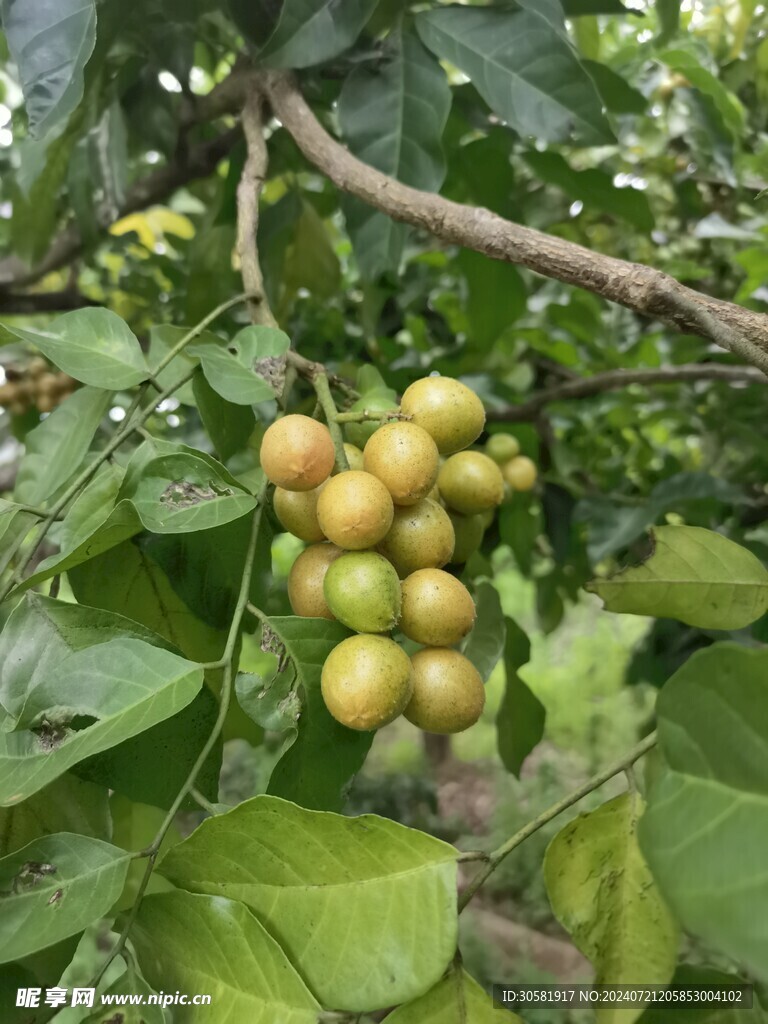 黄皮果