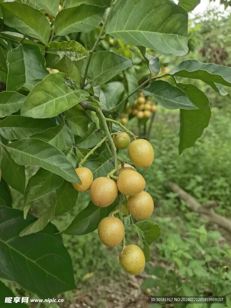 黄皮树摄影