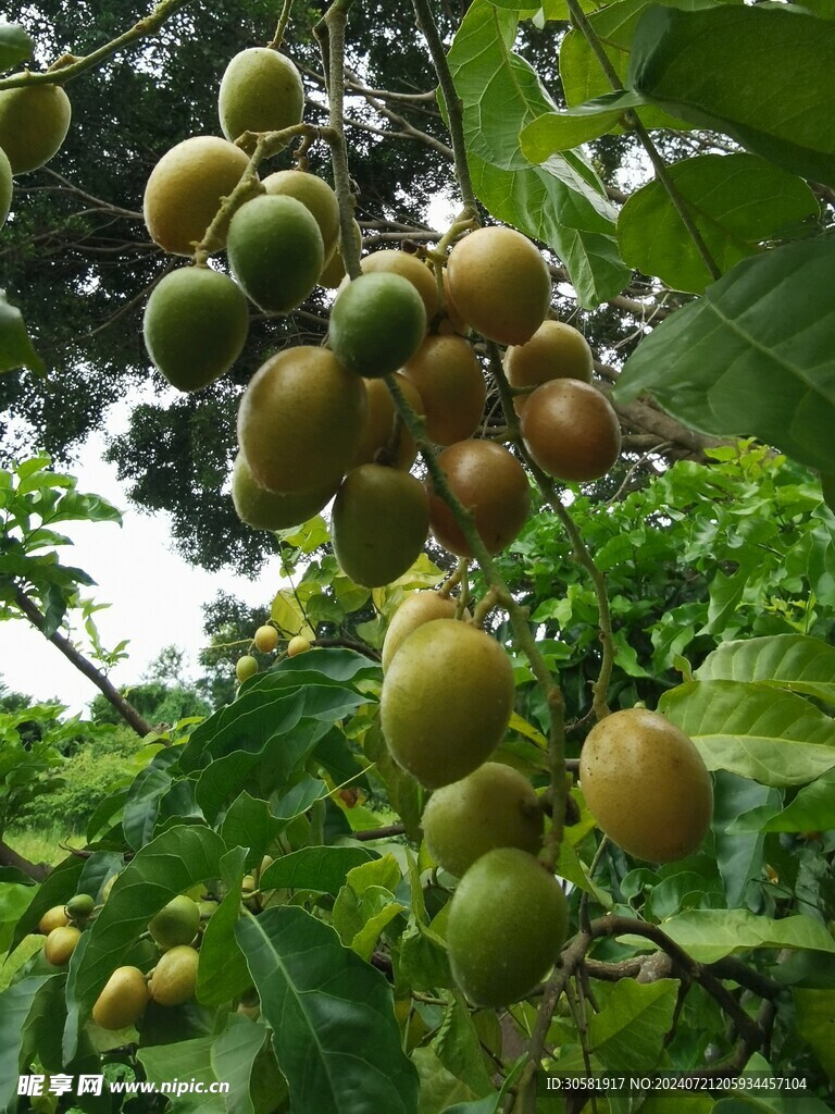 黄皮果树摄影