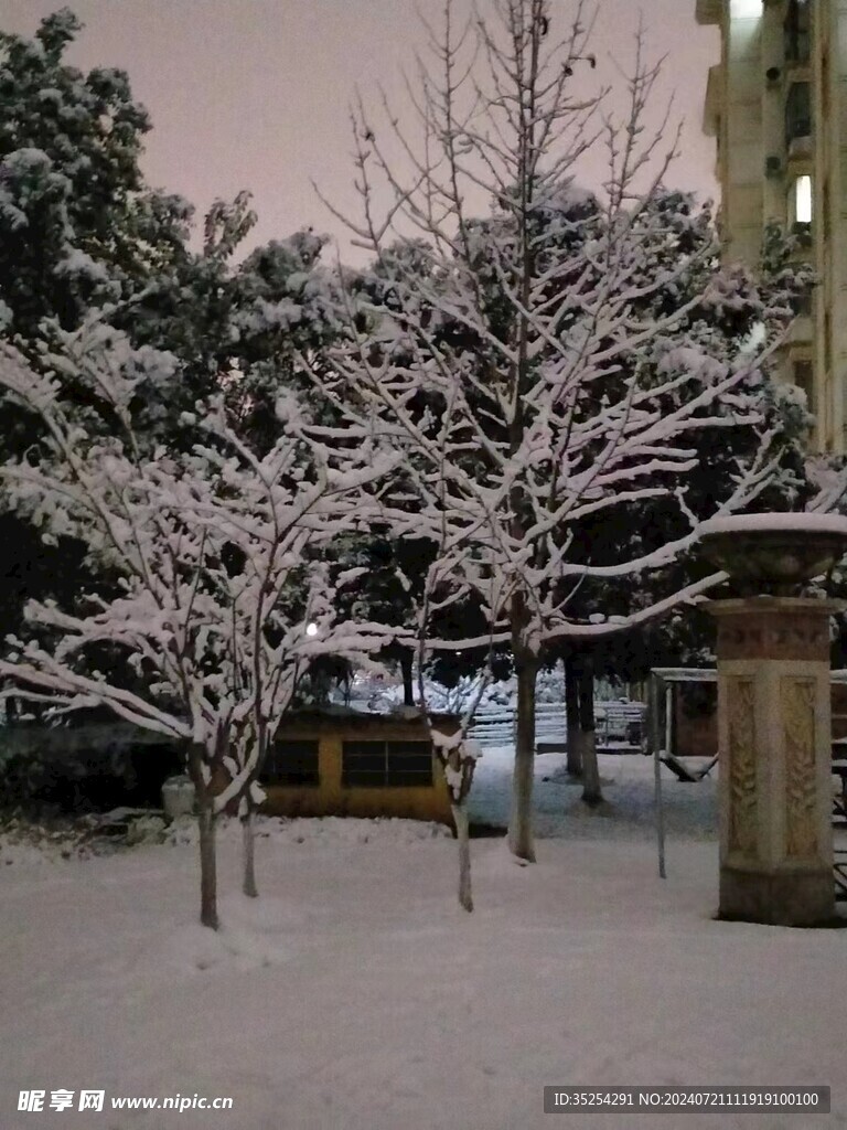雪后枝丫