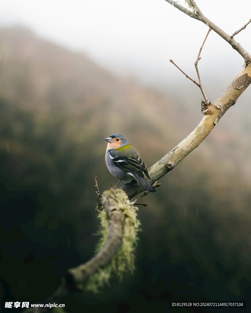 树枝上的小鸟