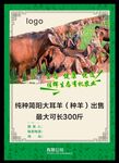 黑山羊 大耳山羊 宣传单