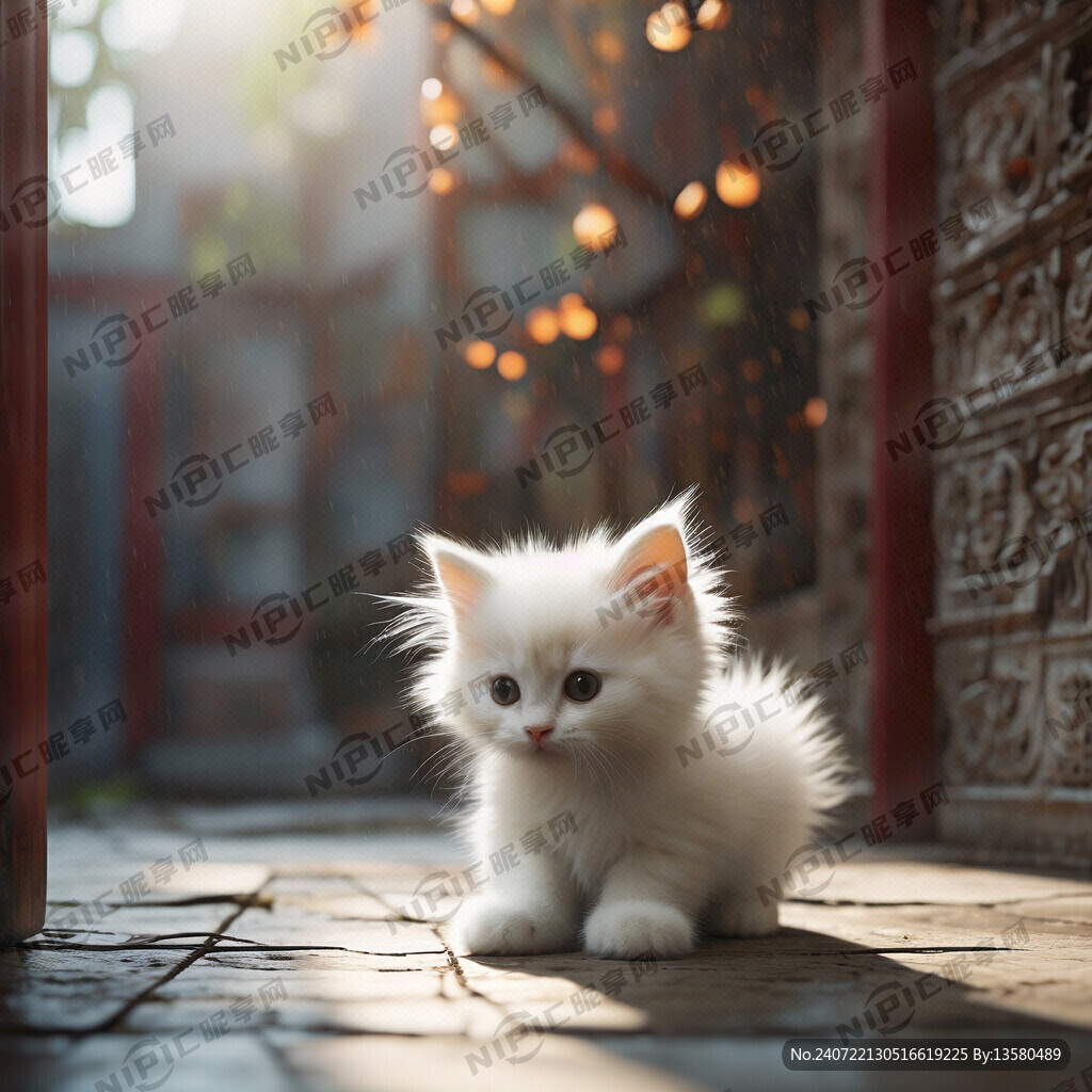 白色小猫 少年 超高清