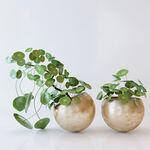 C4D模型 绿色植物