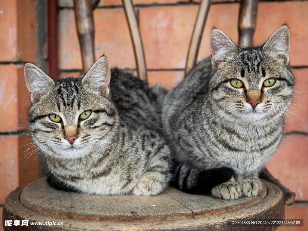 猫