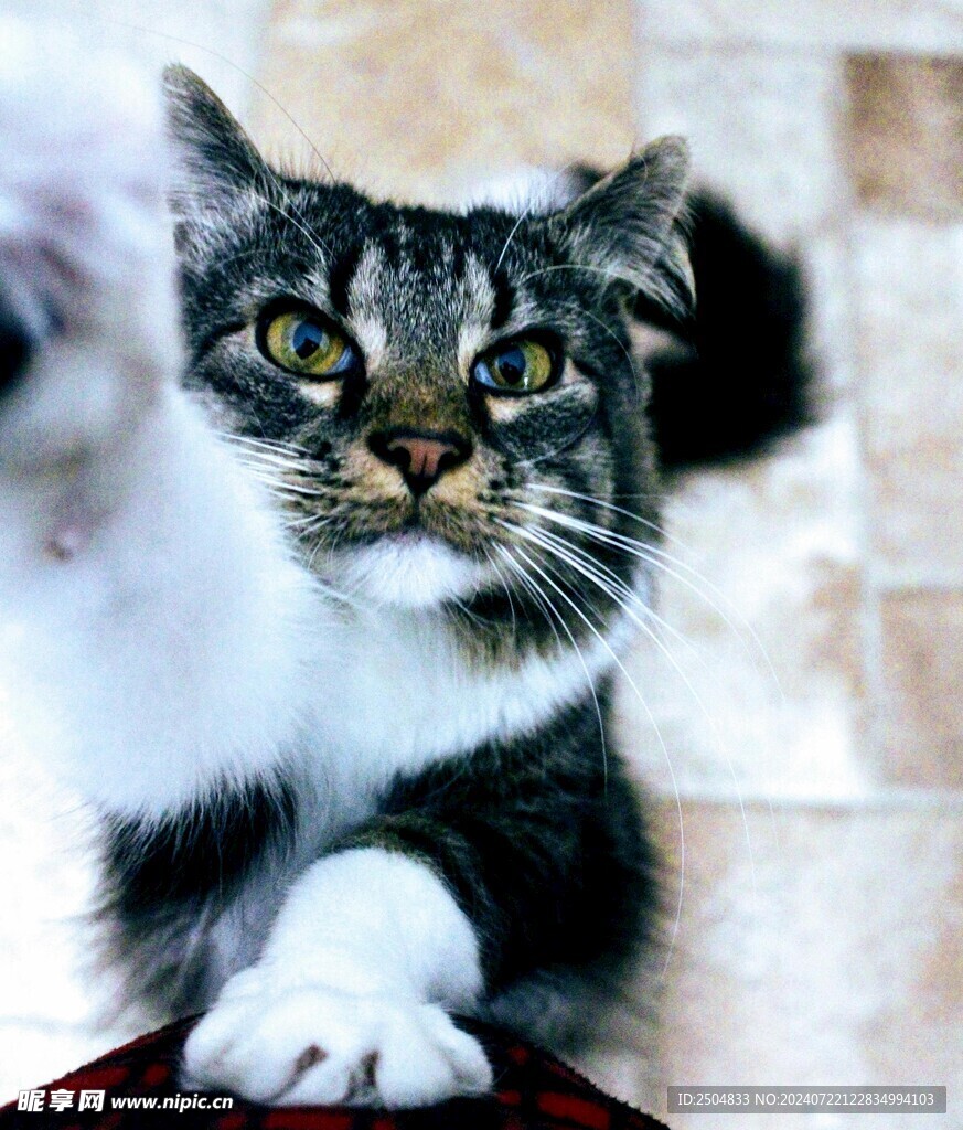 猫