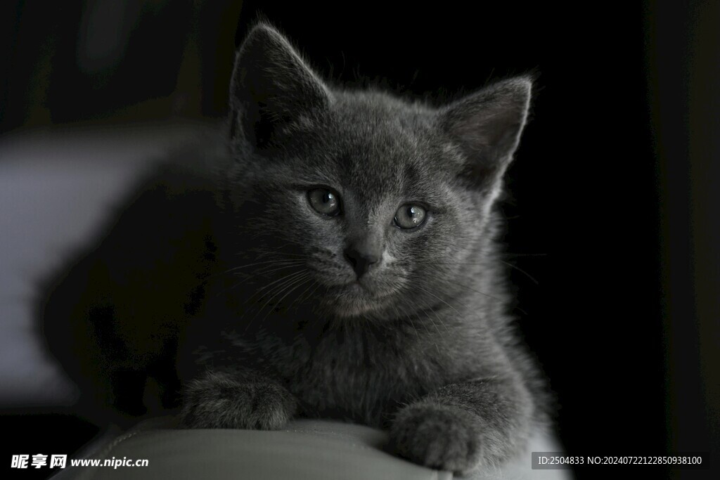猫