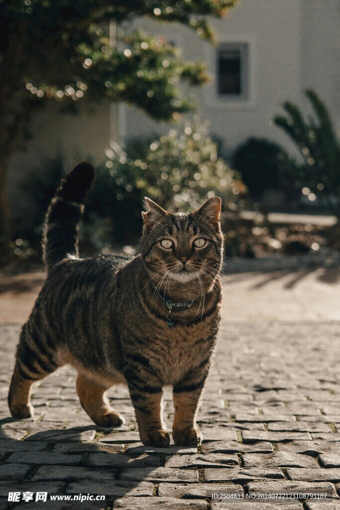 猫