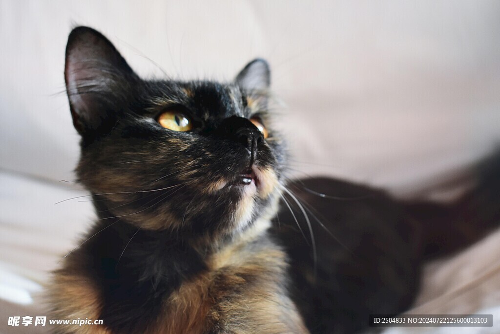 猫