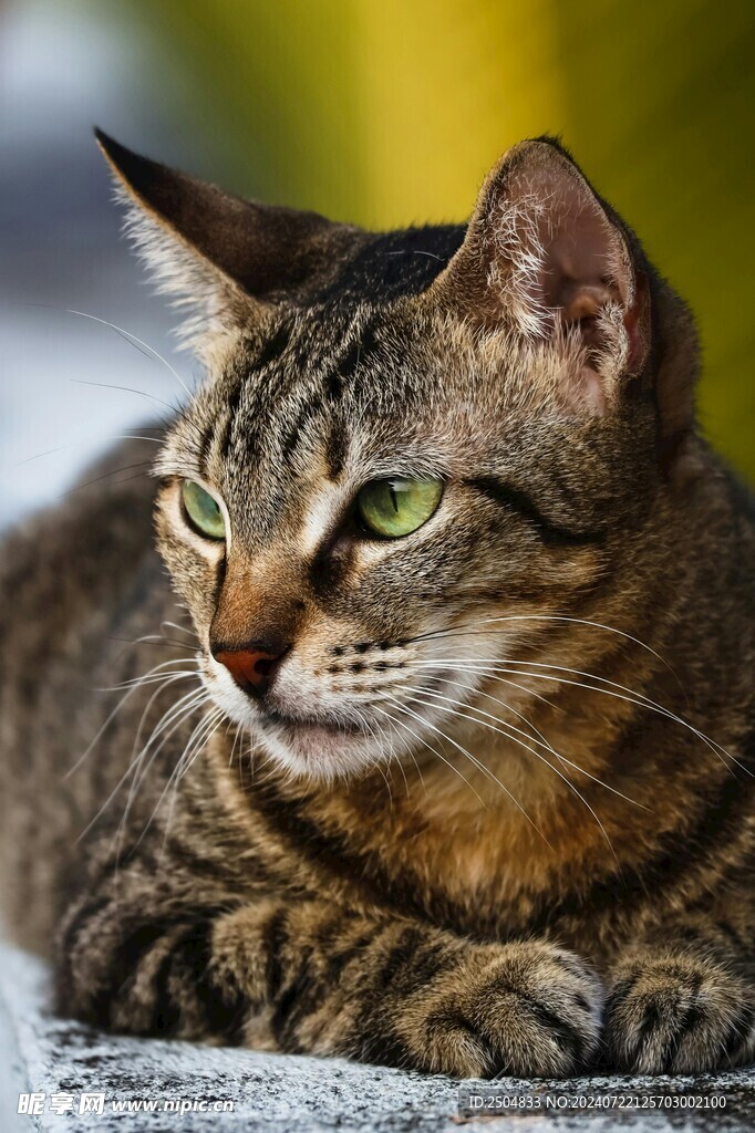 猫