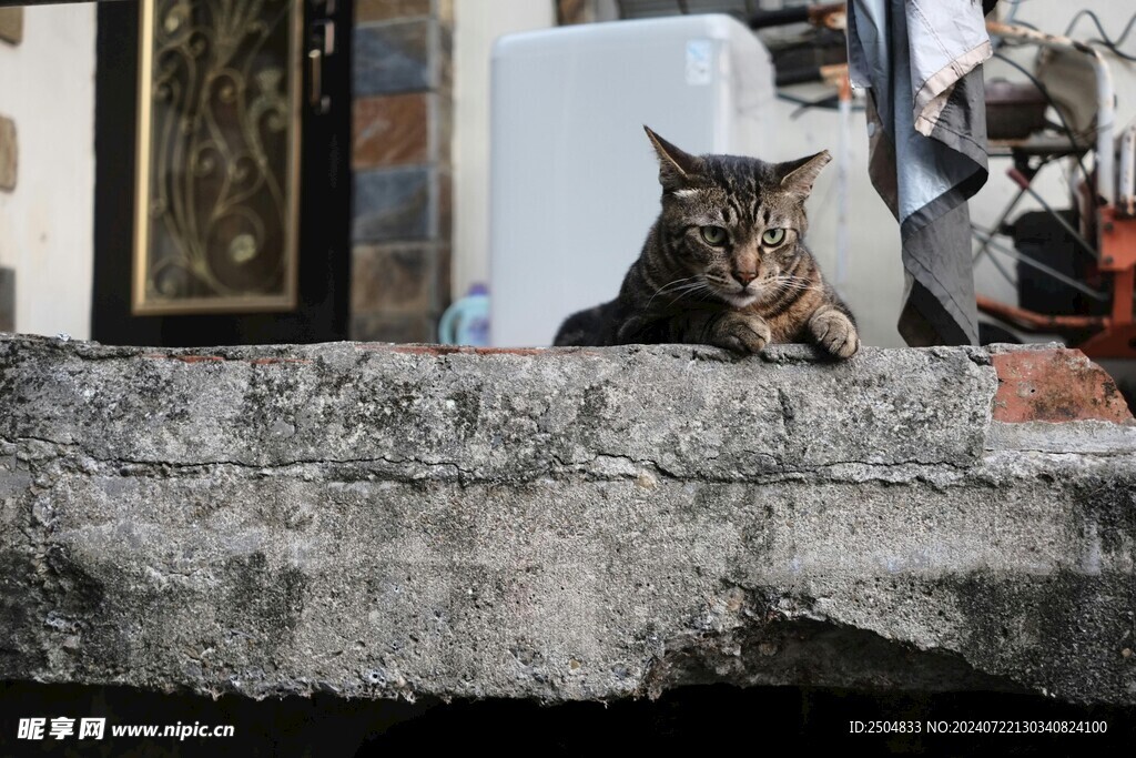 猫