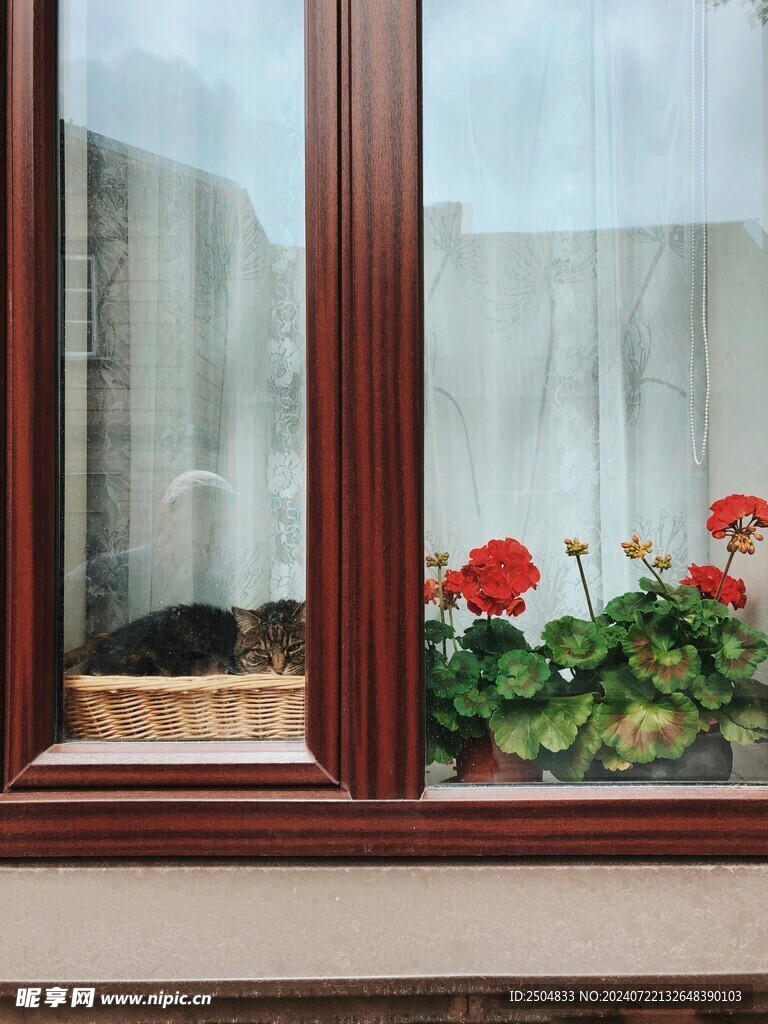 猫