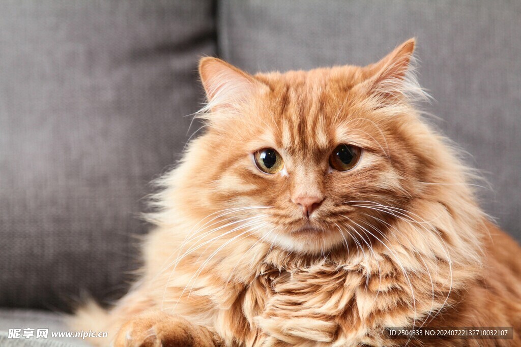 猫