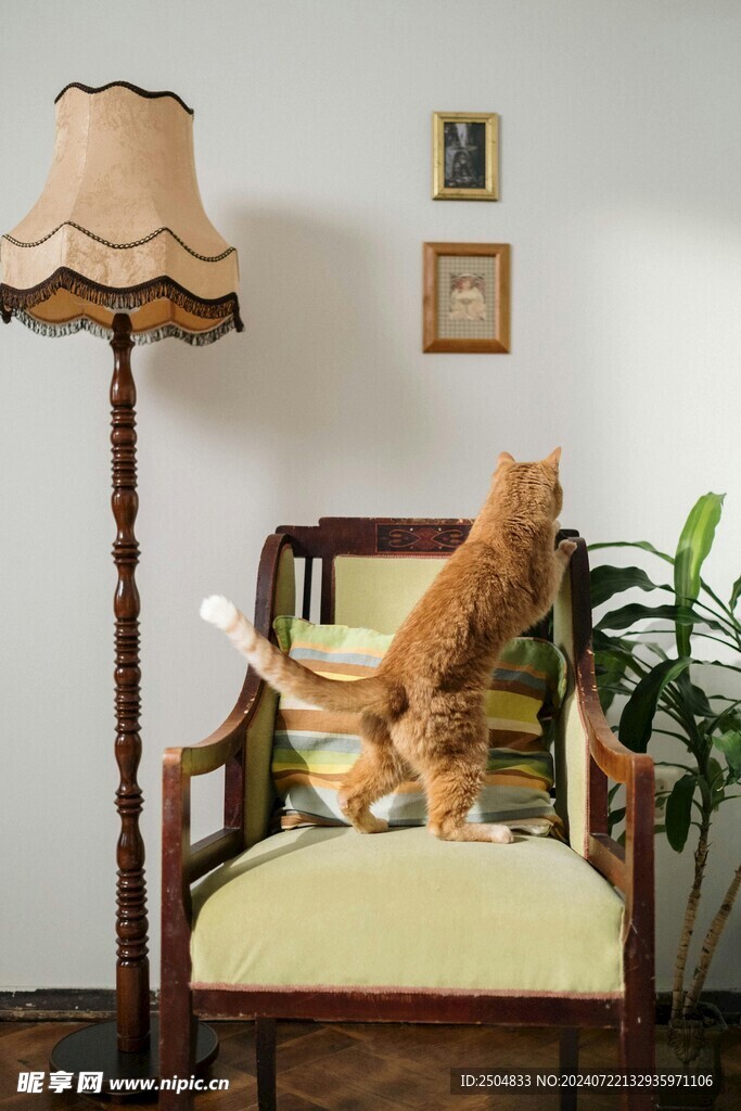 猫