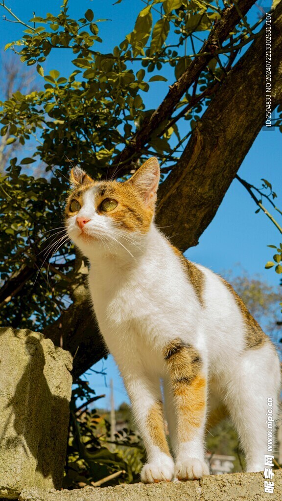 猫