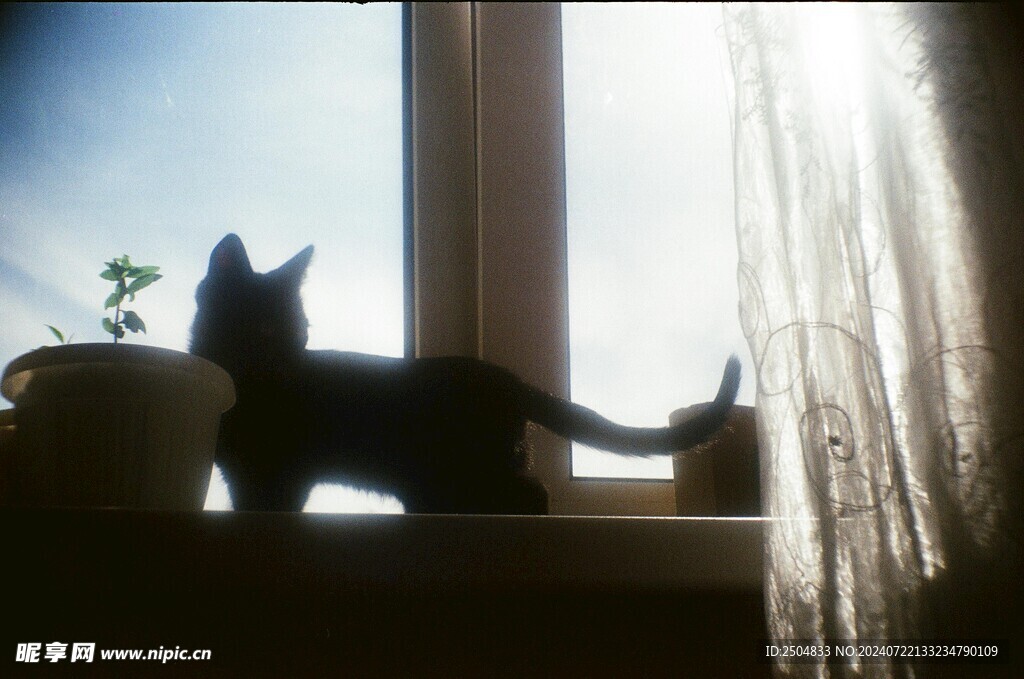 猫