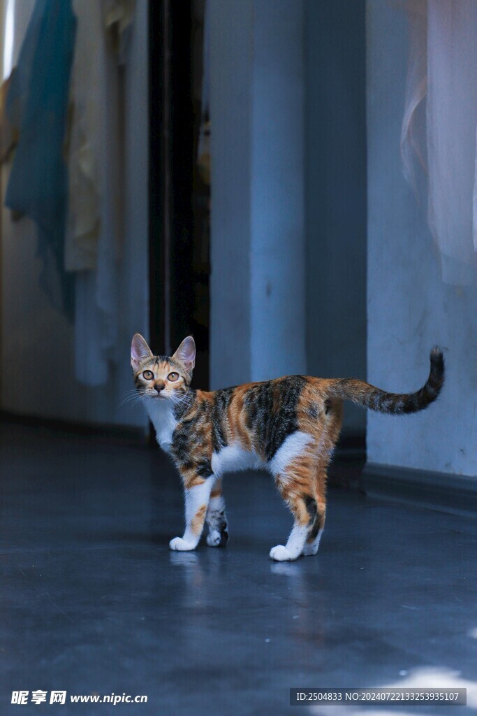 猫