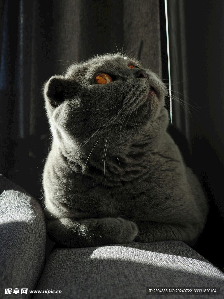 猫