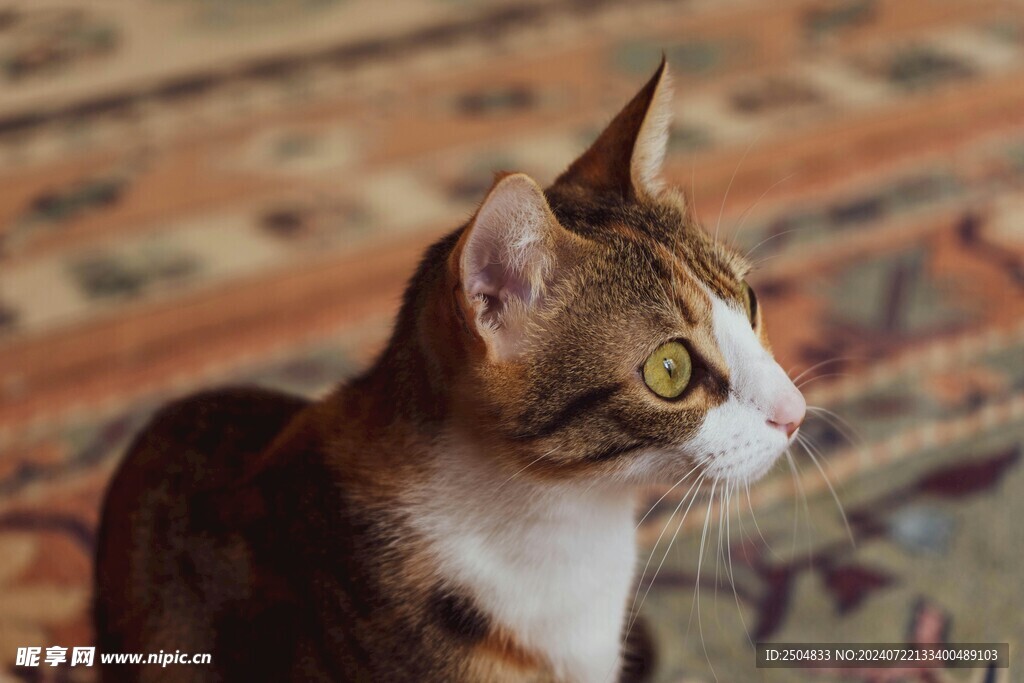 猫