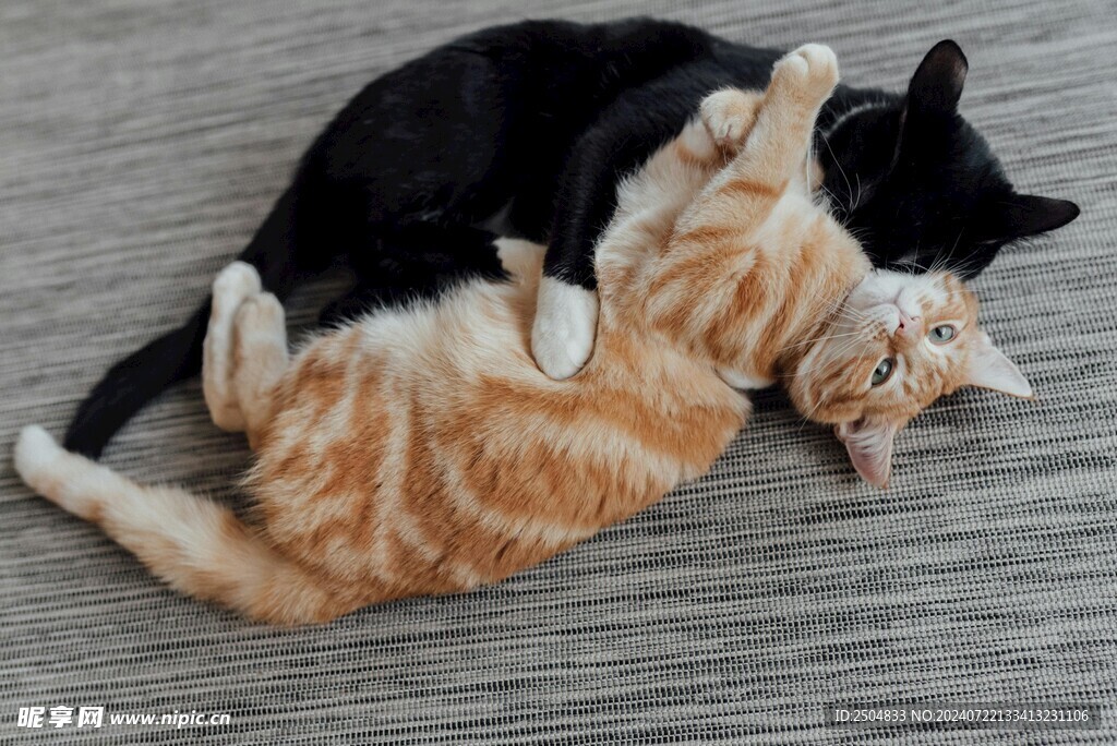 猫
