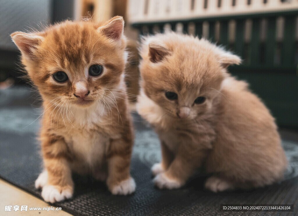 猫