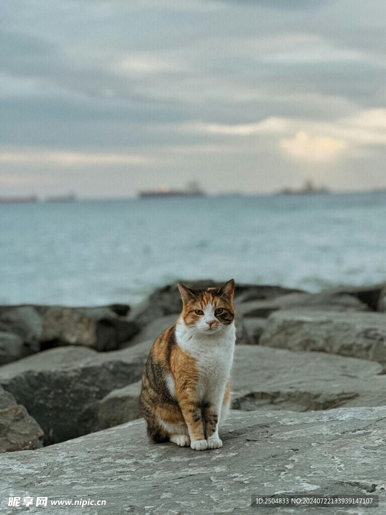猫