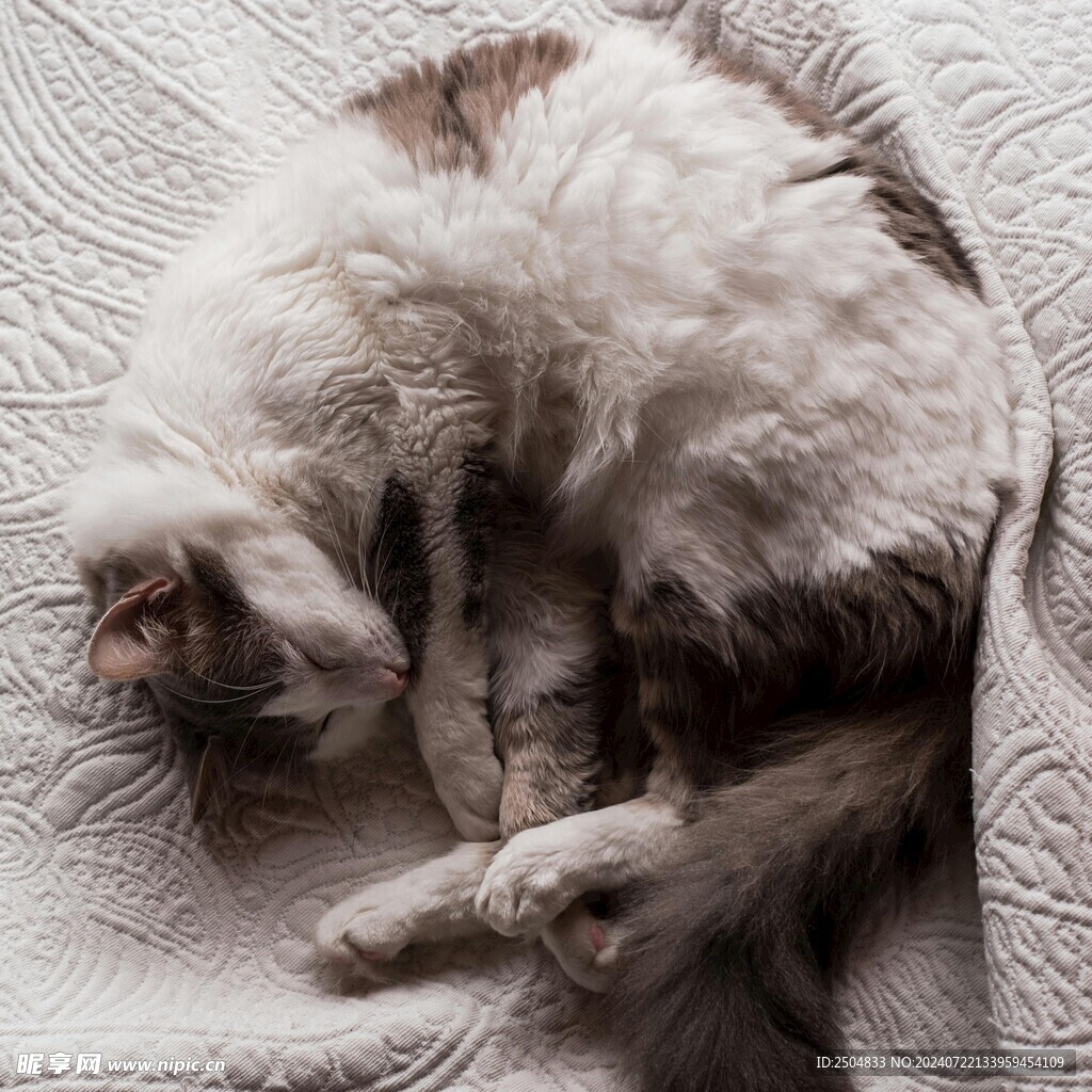 猫