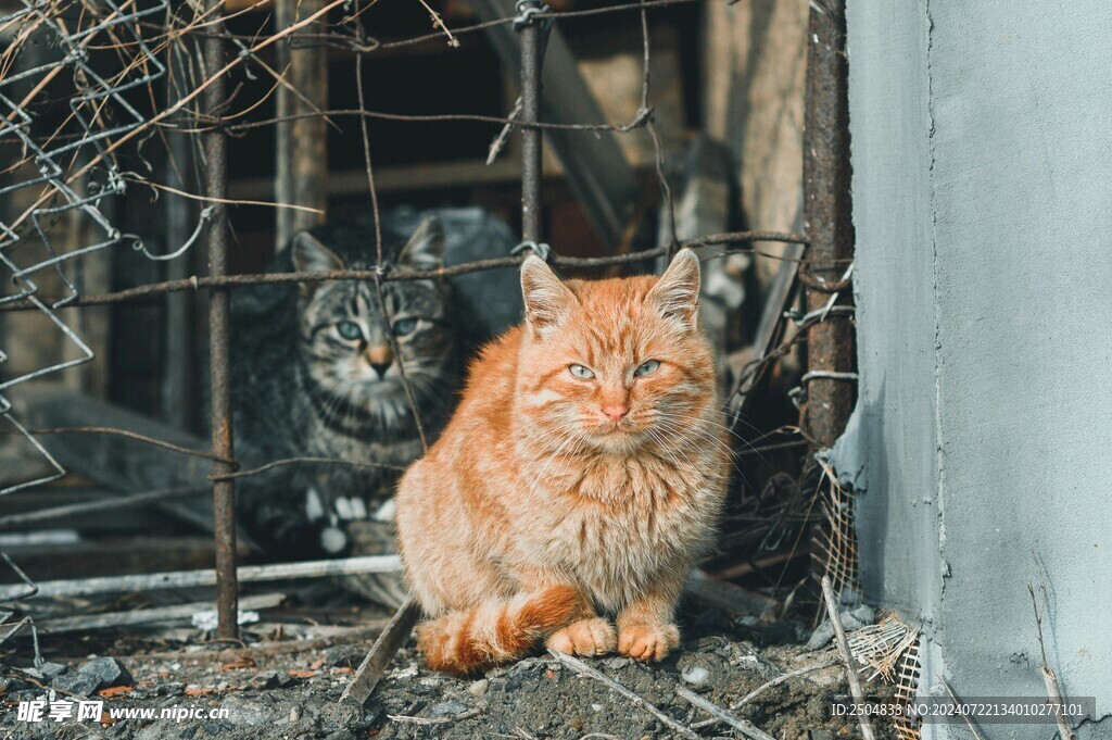 猫